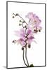 Phalaenopsis Hilo Pink2-Fabio Petroni-Mounted Photographic Print