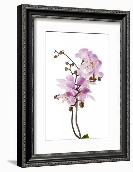 Phalaenopsis Hilo Pink2-Fabio Petroni-Framed Photographic Print