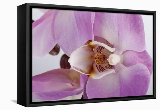 Phalaenopsis Hilo Pink3-Fabio Petroni-Framed Premier Image Canvas