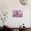 Phalaenopsis Hilo Pink3-Fabio Petroni-Photographic Print displayed on a wall