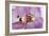 Phalaenopsis Hilo Pink3-Fabio Petroni-Framed Photographic Print