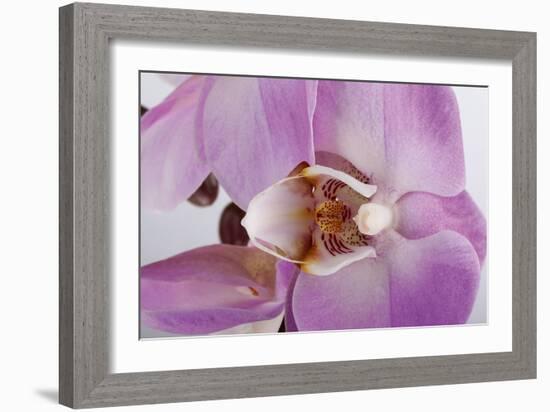 Phalaenopsis Hilo Pink3-Fabio Petroni-Framed Photographic Print