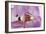 Phalaenopsis Hilo Pink3-Fabio Petroni-Framed Photographic Print