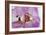 Phalaenopsis Hilo Pink3-Fabio Petroni-Framed Photographic Print