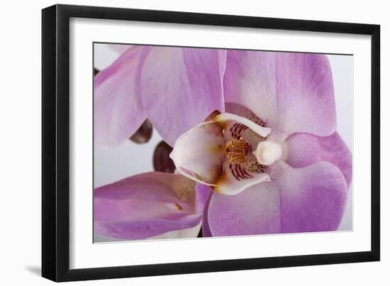 Phalaenopsis Hilo Pink3-Fabio Petroni-Framed Photographic Print