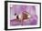 Phalaenopsis Hilo Pink3-Fabio Petroni-Framed Photographic Print