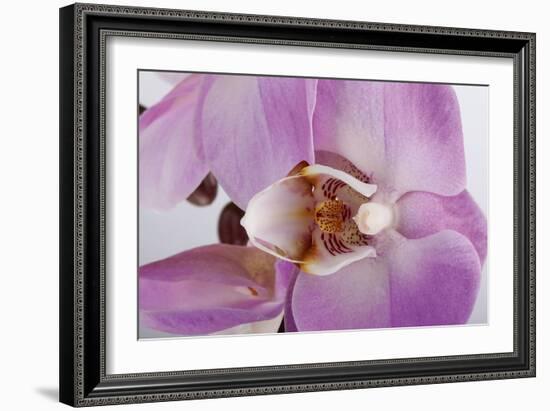 Phalaenopsis Hilo Pink3-Fabio Petroni-Framed Photographic Print