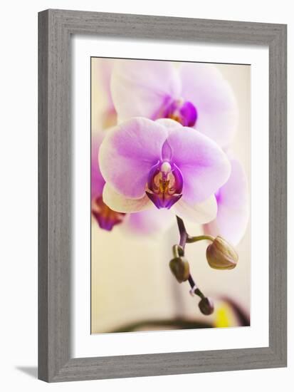 Phalaenopsis Hinamatsuri 'Blushing Bride'-Maria Mosolova-Framed Photographic Print