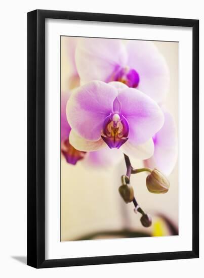 Phalaenopsis Hinamatsuri 'Blushing Bride'-Maria Mosolova-Framed Photographic Print