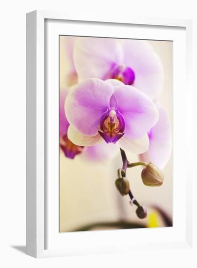 Phalaenopsis Hinamatsuri 'Blushing Bride'-Maria Mosolova-Framed Photographic Print