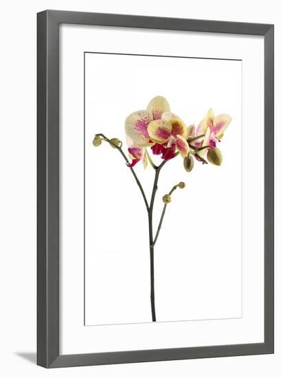 Phalaenopsis Ibrid1-Fabio Petroni-Framed Photographic Print