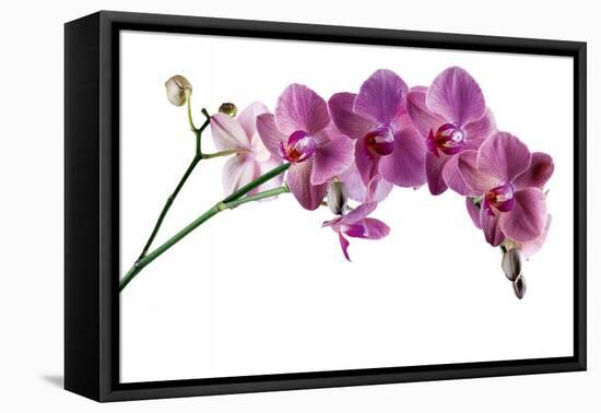 Phalaenopsis Ibrid4-Fabio Petroni-Framed Premier Image Canvas