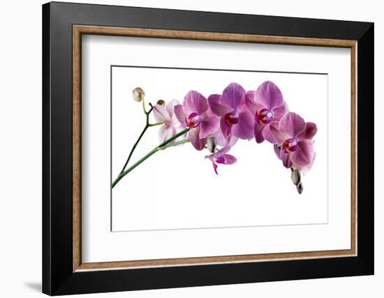 Phalaenopsis Ibrid4-Fabio Petroni-Framed Photographic Print