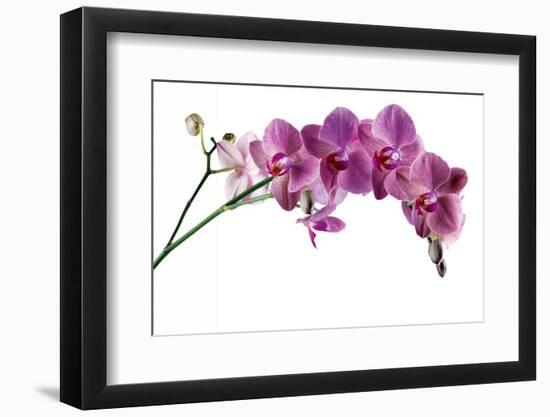 Phalaenopsis Ibrid4-Fabio Petroni-Framed Photographic Print