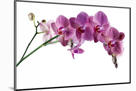 Phalaenopsis Ibrid4-Fabio Petroni-Mounted Photographic Print