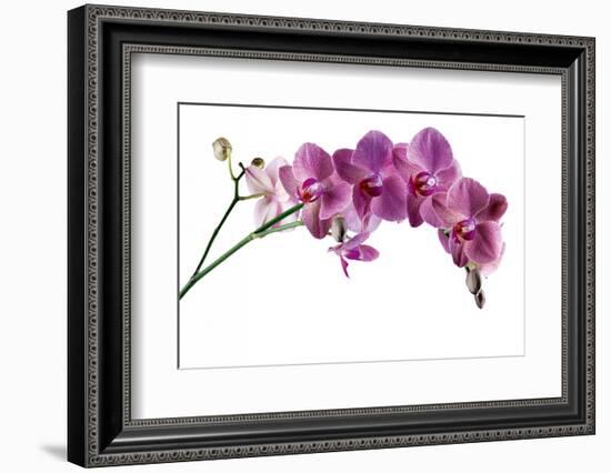 Phalaenopsis Ibrid4-Fabio Petroni-Framed Photographic Print