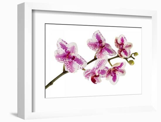Phalaenopsis Ibrid5-Fabio Petroni-Framed Photographic Print