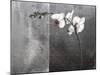 Phalaenopsis Left-Kory Fluckiger-Mounted Giclee Print