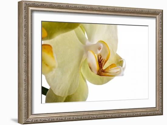 Phalaenopsis Miss Saigong3-Fabio Petroni-Framed Photographic Print