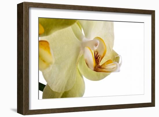 Phalaenopsis Miss Saigong3-Fabio Petroni-Framed Photographic Print