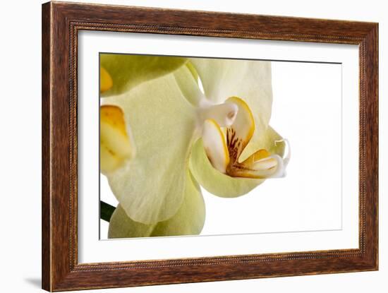 Phalaenopsis Miss Saigong3-Fabio Petroni-Framed Photographic Print