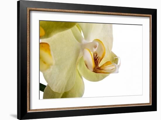 Phalaenopsis Miss Saigong3-Fabio Petroni-Framed Photographic Print