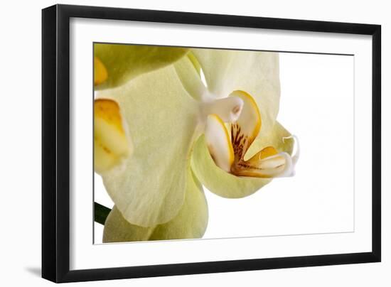 Phalaenopsis Miss Saigong3-Fabio Petroni-Framed Photographic Print