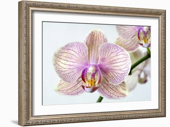 Phalaenopsis Orchid (Phalaenopsis Sp.)-Lawrence Lawry-Framed Photographic Print