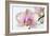 Phalaenopsis Orchid (Phalaenopsis Sp.)-Lawrence Lawry-Framed Photographic Print