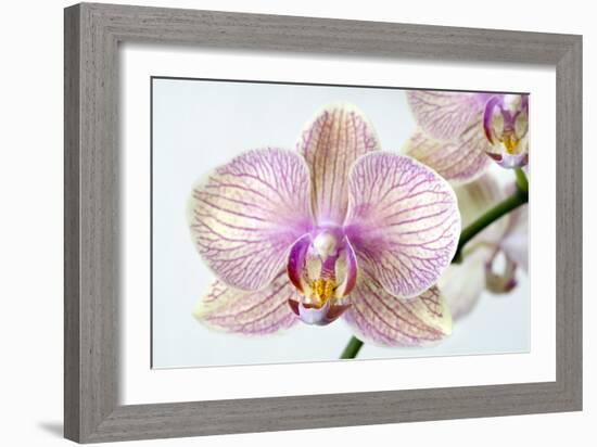 Phalaenopsis Orchid (Phalaenopsis Sp.)-Lawrence Lawry-Framed Photographic Print