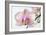 Phalaenopsis Orchid (Phalaenopsis Sp.)-Lawrence Lawry-Framed Photographic Print