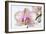 Phalaenopsis Orchid (Phalaenopsis Sp.)-Lawrence Lawry-Framed Photographic Print