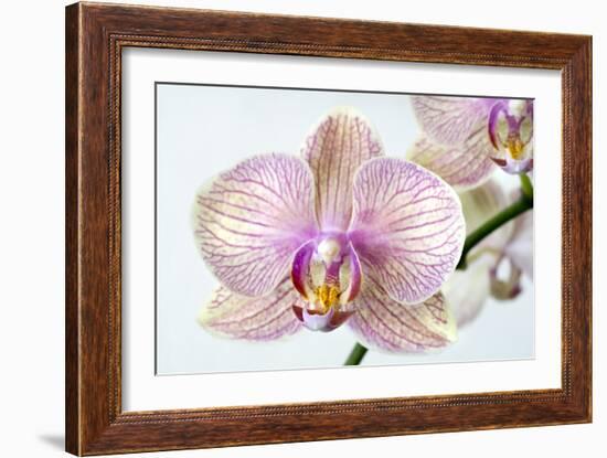 Phalaenopsis Orchid (Phalaenopsis Sp.)-Lawrence Lawry-Framed Photographic Print