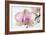 Phalaenopsis Orchid (Phalaenopsis Sp.)-Lawrence Lawry-Framed Photographic Print