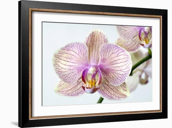 Phalaenopsis Orchid (Phalaenopsis Sp.)-Lawrence Lawry-Framed Photographic Print