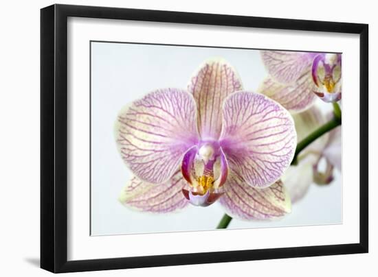 Phalaenopsis Orchid (Phalaenopsis Sp.)-Lawrence Lawry-Framed Photographic Print