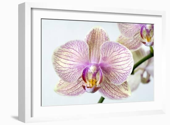 Phalaenopsis Orchid (Phalaenopsis Sp.)-Lawrence Lawry-Framed Photographic Print