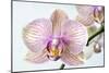 Phalaenopsis Orchid (Phalaenopsis Sp.)-Lawrence Lawry-Mounted Photographic Print