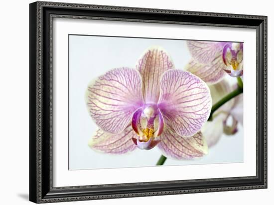 Phalaenopsis Orchid (Phalaenopsis Sp.)-Lawrence Lawry-Framed Photographic Print