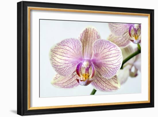 Phalaenopsis Orchid (Phalaenopsis Sp.)-Lawrence Lawry-Framed Photographic Print