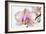 Phalaenopsis Orchid (Phalaenopsis Sp.)-Lawrence Lawry-Framed Photographic Print