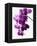 Phalaenopsis Orchids-null-Framed Premier Image Canvas