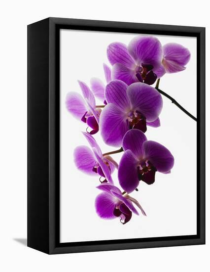 Phalaenopsis Orchids-null-Framed Premier Image Canvas