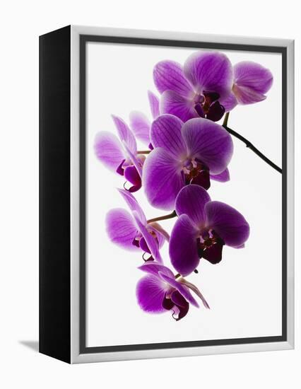 Phalaenopsis Orchids-null-Framed Premier Image Canvas