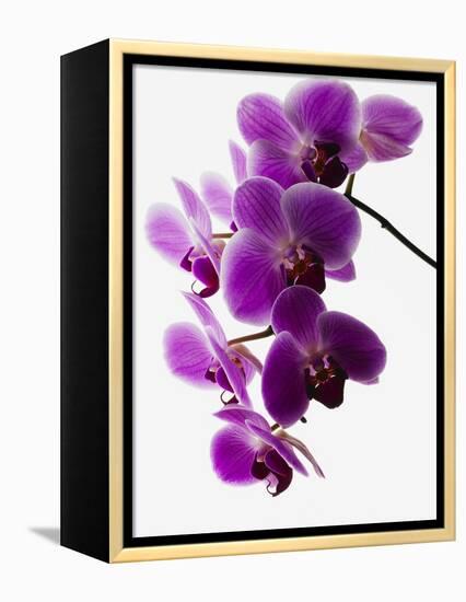 Phalaenopsis Orchids-null-Framed Premier Image Canvas