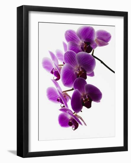 Phalaenopsis Orchids-null-Framed Photographic Print