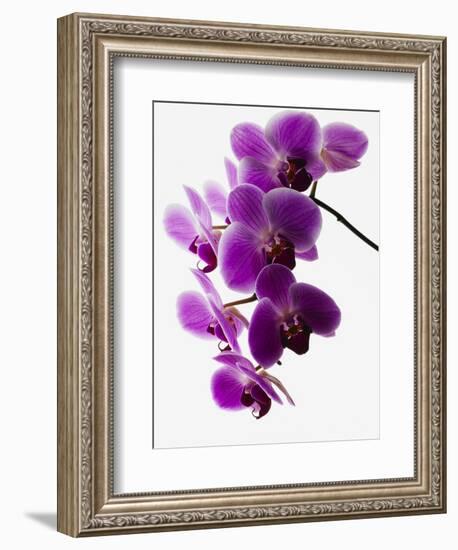 Phalaenopsis Orchids-null-Framed Photographic Print