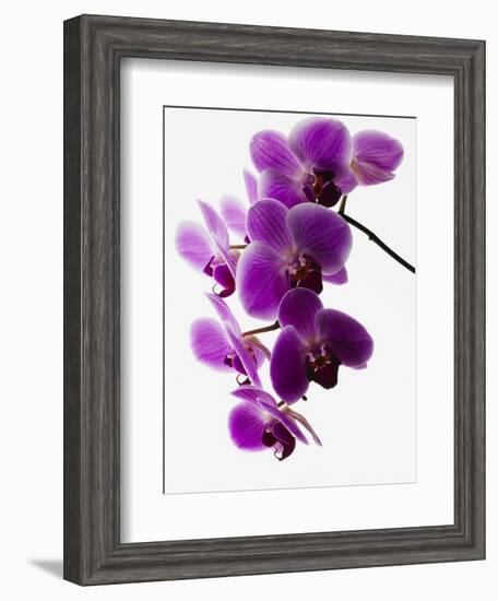 Phalaenopsis Orchids-null-Framed Photographic Print