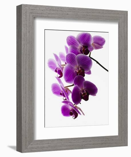 Phalaenopsis Orchids-null-Framed Photographic Print