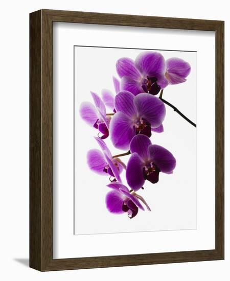 Phalaenopsis Orchids-null-Framed Photographic Print